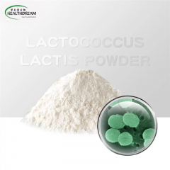 Lactococcus lactis powder
